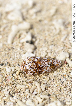 Amaya Oshima's Tagaya Sanminashi (drifted seashell) 55782422