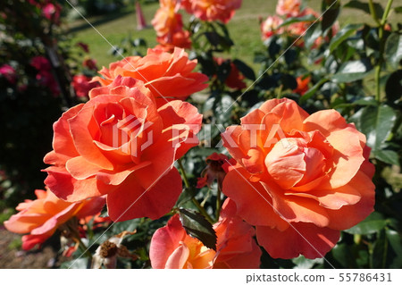 Rose orange Rose orange 55786431