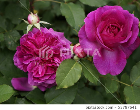 Rose Munstead Wood Rose Munstead Wood 55787641
