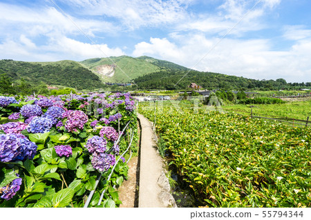 Yangmingshan Yangmingshan 55794344