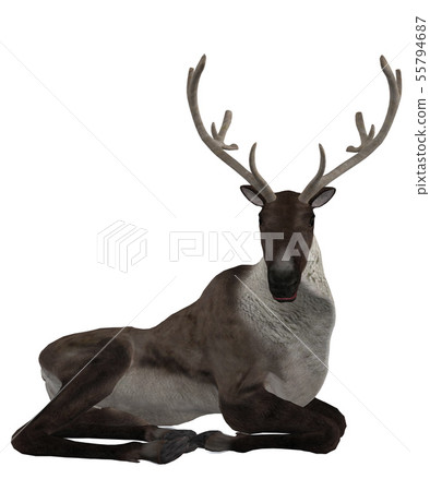 3d Reindeer 55794687