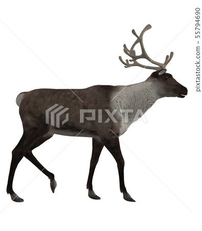 3d Reindeer 55794690