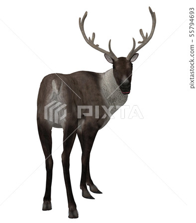 3d Reindeer 55794693