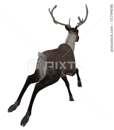 3d Reindeer 55794696