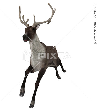 3d Reindeer 55794699