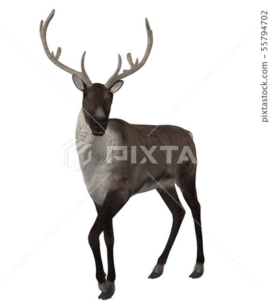 3d Reindeer 55794702