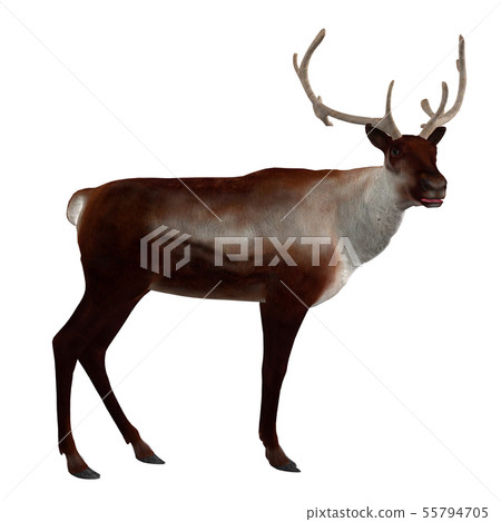 3d Reindeer 55794705