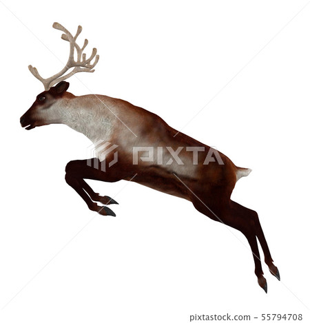 3d Reindeer 55794708
