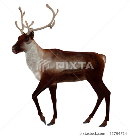 3d Reindeer 55794714