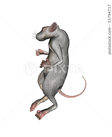 3D grey rat 3D grey rat 55794717