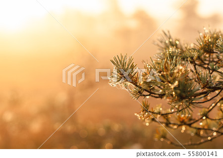 Sunshine beats through the thick mist. Sunshine beats through the thick mist. 55800141