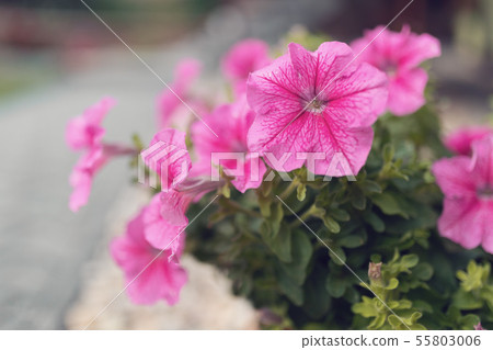 Petunia Surfinia Pink Vein Petunia Surfinia Pink Vein 55803006