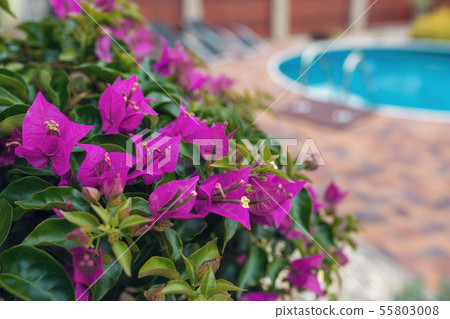 Violet bougainvillea flowers bloom Violet bougainvillea flowers bloom 55803008