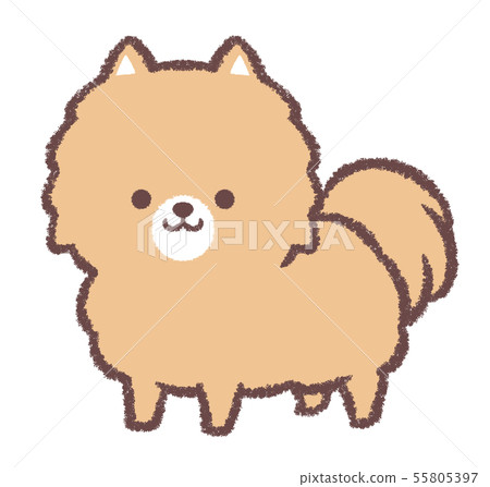 博美犬站立 55805397