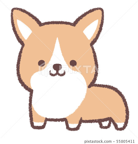 Corgi standing Corgi standing 55805411