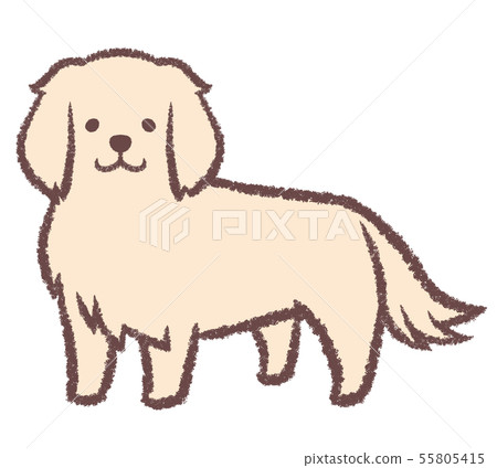 站在金毛獵犬 站在金毛獵犬 55805415