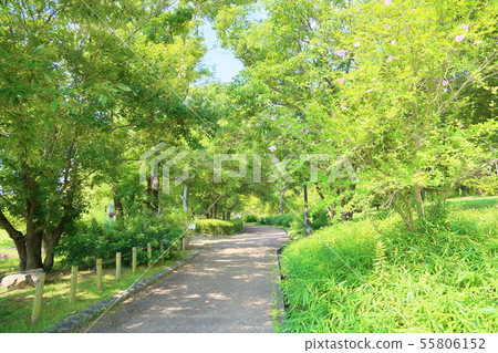 夏天公園Moogue花 夏天公園Moogue花 55806152