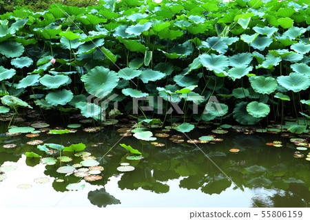 蓮花葉子蓮花和佛教植物 蓮花葉子蓮花和佛教植物 55806159