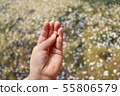 Ladybug in a child's hand 55806579