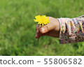 Dandelion in child's hand 55806582