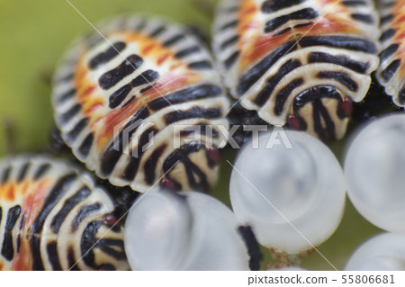 Rabbit bug larva 55806681