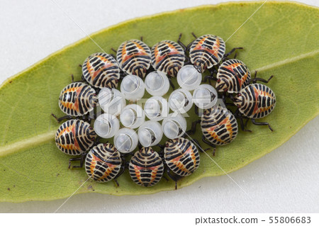 Rabbit bug larva 55806683