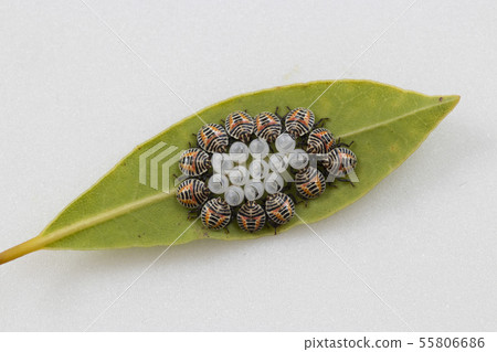 Rabbit bug larva 55806686