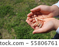 Horsetail on child's hand 55806761