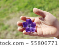 Bellflower in child's hand 55806771