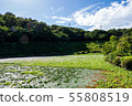 Manyo Forest Pond Water Hyacinth 55808519