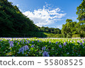 Manyo Forest Pond Water Hyacinth 55808525