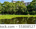 Manyo Forest Pond Water Hyacinth 55808527