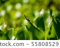 Manyo Forest Pond Dragonfly 55808529