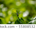 Manyo Forest Pond Dragonfly 55808532