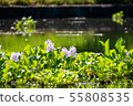 Manyo Forest Pond Water Hyacinth 55808535