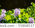 Manyo Forest Pond Water Hyacinth 55808537