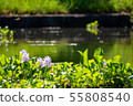 Manyo Forest Pond Water Hyacinth 55808540