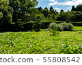 Manyo Forest Pond Water Hyacinth 55808542