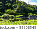 Manyo Forest Pond Water Hyacinth 55808545