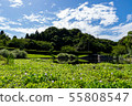 Manyo Forest Pond Water Hyacinth 55808547