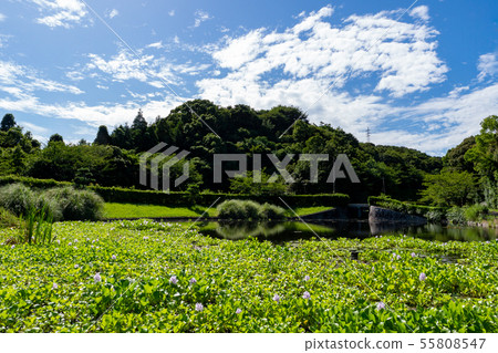 Manyo Forest Pond Water Hyacinth 55808547
