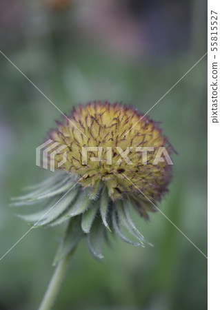 Gaillardia flower bud on blurred background in the 55815527