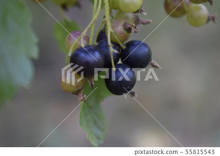 Blackcurrants on the bush branch. 55815543