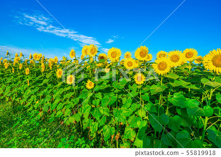 向日葵田和藍天[長野縣] 55819918