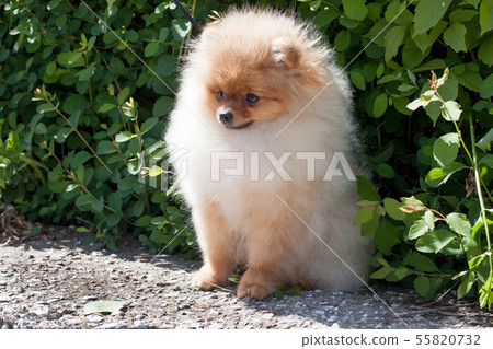 Pomeranian puppy is sitting near a green bush. 55820732