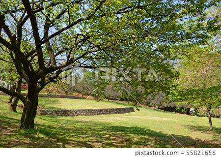 港北區,橫濱市日吉公園 港北區,橫濱市日吉公園 55821658
