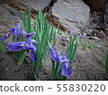 Himalayan flower 55830220