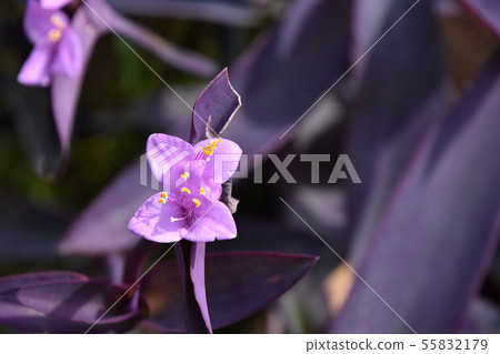 Setukureasea（紫色講台） 55832179