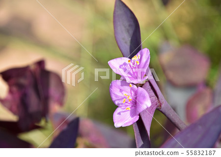 Setukureasea (purple podium) Setukureasea (purple podium) 55832187