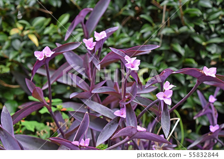 Setukureasea (purple podium) 55832844